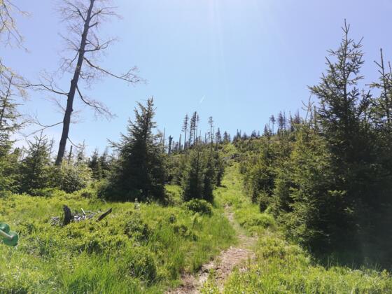 Weg zum Reischlberg