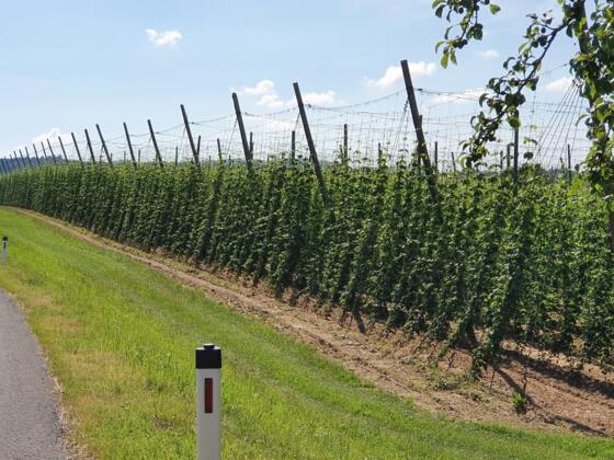 HopfenfeldStrassenrandHopfenRadroute_FerienregionBoehmerwaldFelhofer.jpg