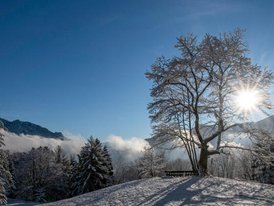 Winterwanderung Kastanienwald