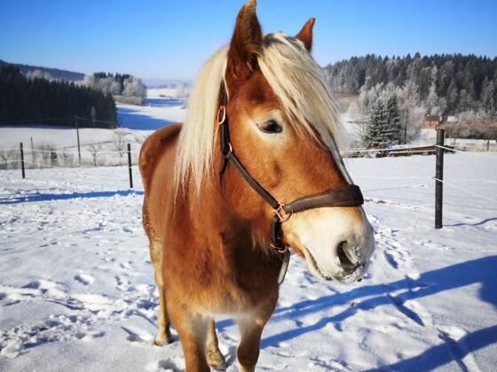 Winterreiten