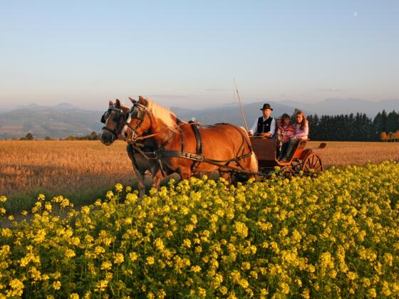 Kutschenfahrten Weingartner