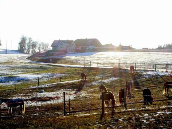 Ponyhof_Gutau_Koppel-im-Winter_Foto-von-Website_Sportderbewegtat