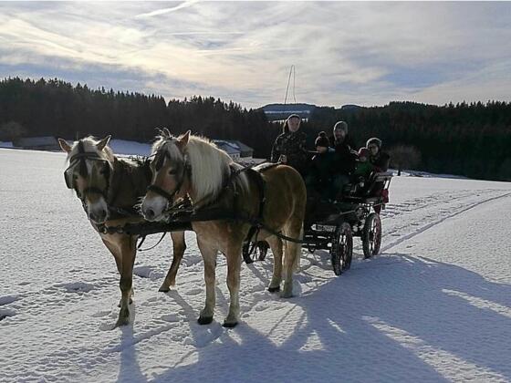 St. Oswald_Kutschenfahrte Greindl_(c) Greindl_1