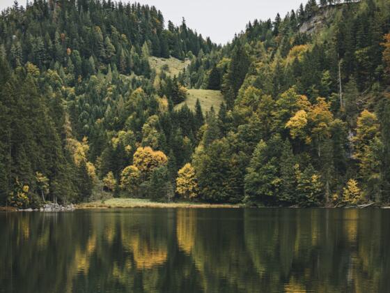 Taubensee