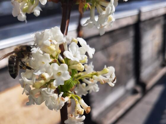 Biene der Imkerei Gallistl