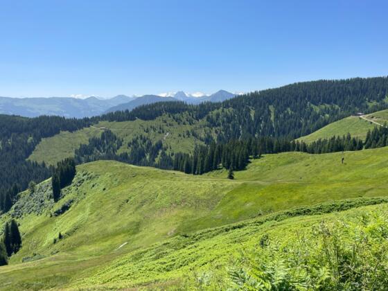 Über die saftigen Bergwiesen blickt man hinüber bis zu den vergletscherten 3000er der Hohen Tauern.