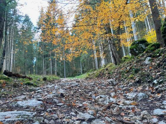 Der Karrenweg hinab zur Hinteren Längentalalm ist stark ausgewaschen.