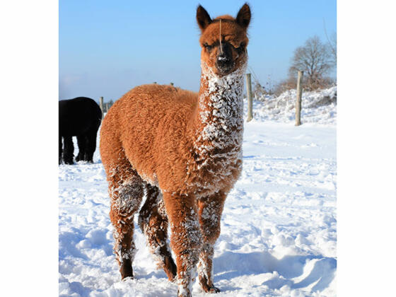 Oberstein Alpaca im Winter