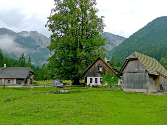 Laussabaueralm