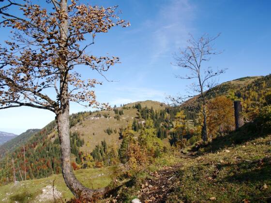 Weg über der Kreuzangeralm