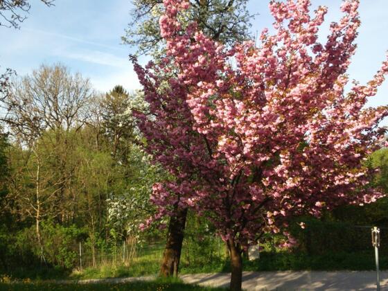 Baumblüte Spitzwirt