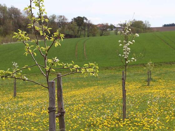 Streuobstwiese