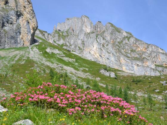Almrosenblüte im Igltalalmgebiet, im Hintergrund der Sandkogel