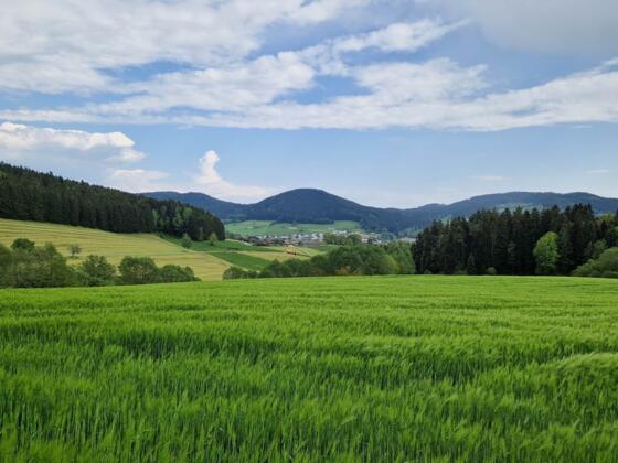 Blick zurück nach St. Oswald mit gr. Stiftungsberg und Braunberg im Hintergrund