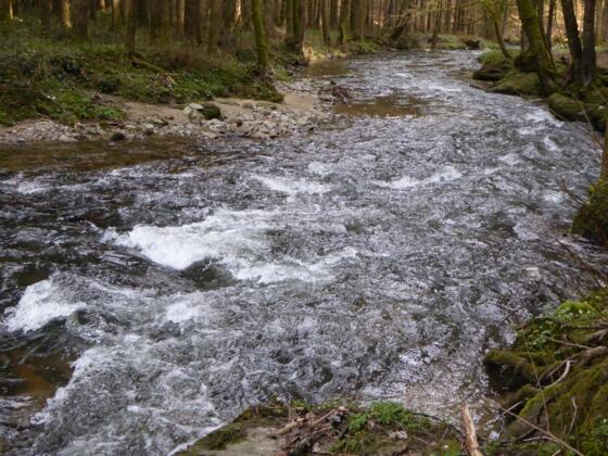 "Stromschnellen" im Perlbachtal
