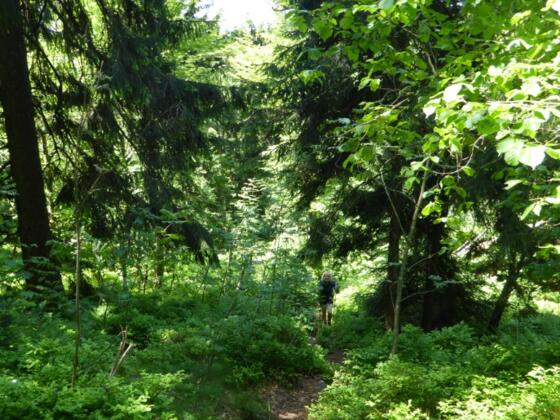 Waldpfad auf den Burgstall