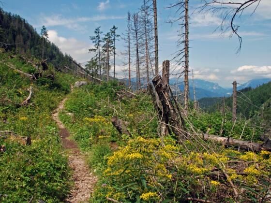 Auf dem Unteren Hirschenlauf