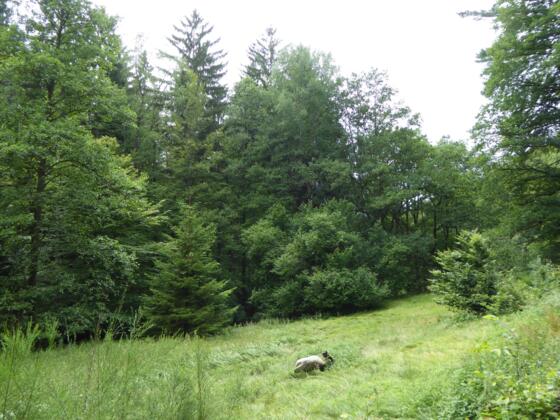 Waldwiese