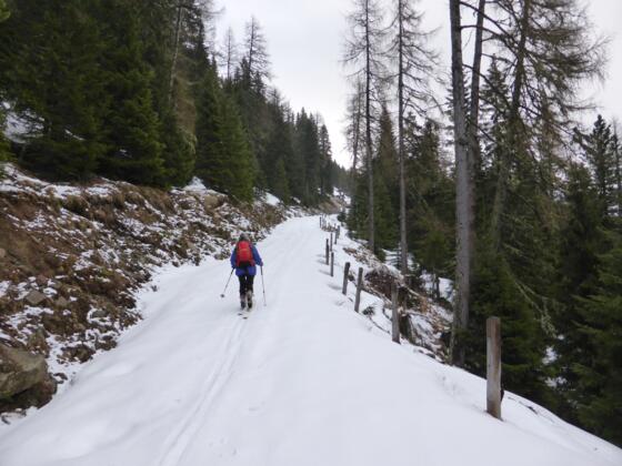 Aufstieg am Forstweg