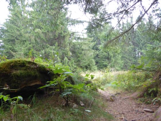 Pfade durch den Böhmerwald