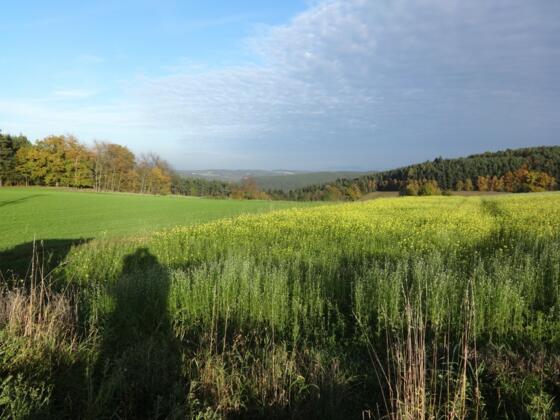 Blick kurz vor Riesen in das Regental