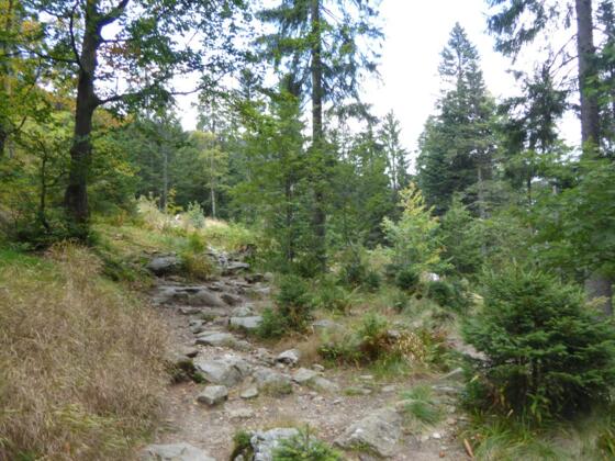 Urwald am Arber