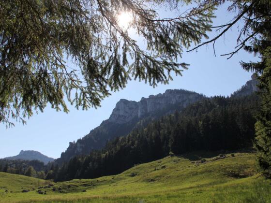 Blick auf die Gedererwand von den Weidewiesen der Maureralm