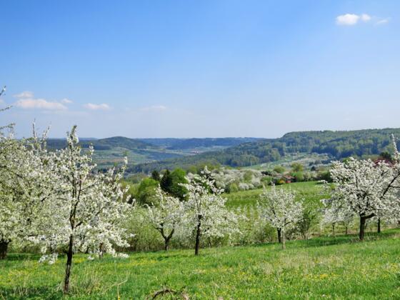 Kirschblüte am Hetzles