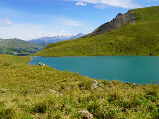 Torsee