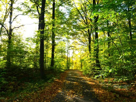 Friedwald