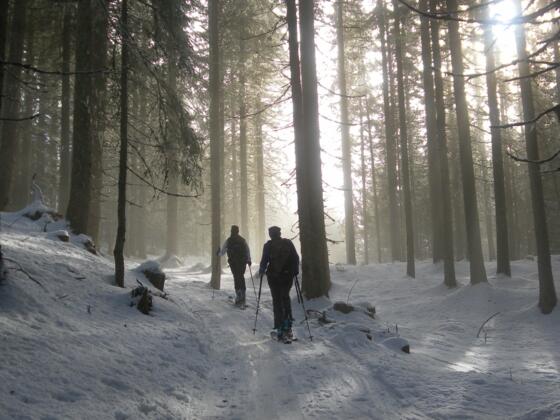 Skiroute im Hochwald