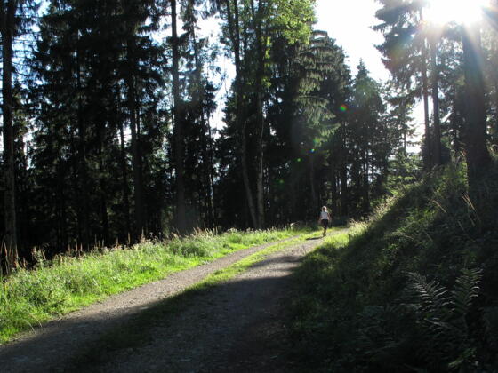 Der Sonne entgegen