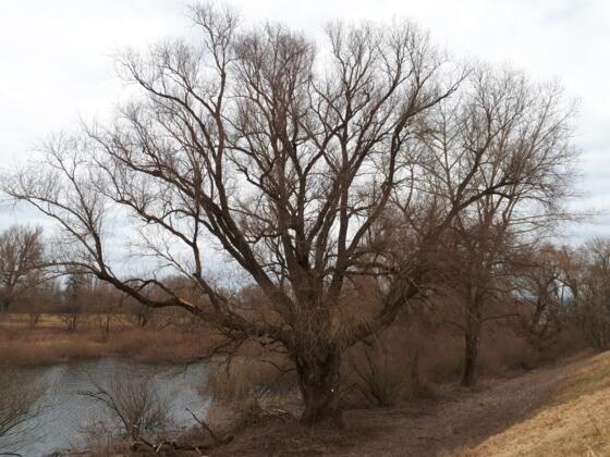 Dammweg in der Vogelau