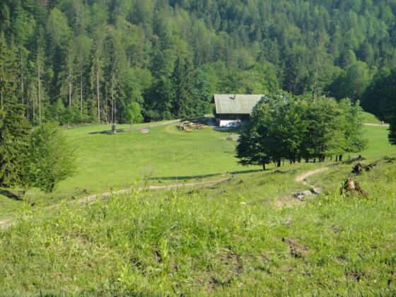Trail zur  Alm, danach gehts rechts auf den Zufahrtsweg