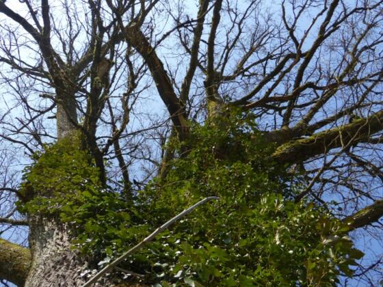 Baum an der Schwedenschanze