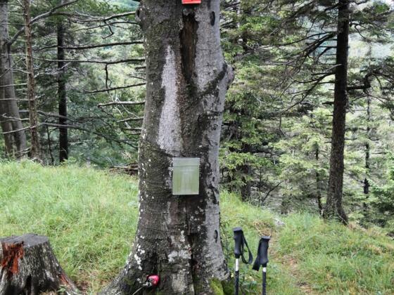Der "Gipfel" der Freundschaftshöhe (1.020 m) mit Gipfelbuch und Holzschild.