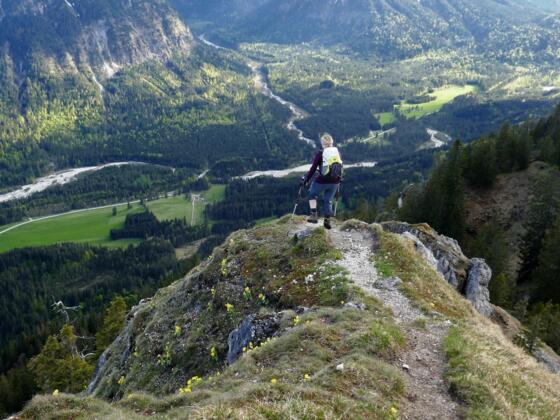 Alpen-Aurikel am Sonnenberg, der auf abschüssigem Pfad überschritten werden kann.