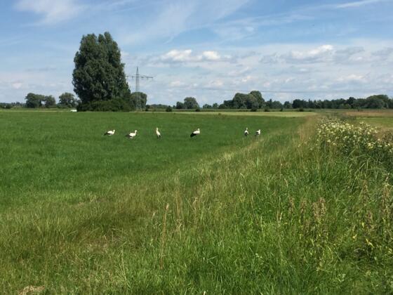 Bei Raisting ein Storchenparadies