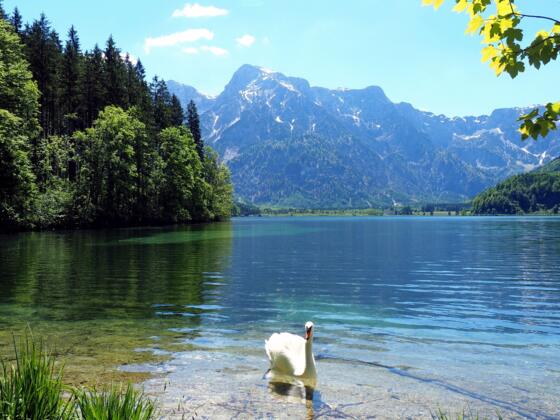 Idylle am Almsee-Ostufer