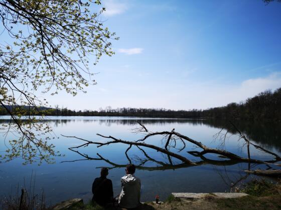 Totholz im Großen Weikerlsee