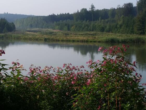 Fischweiher bei Burgwalden