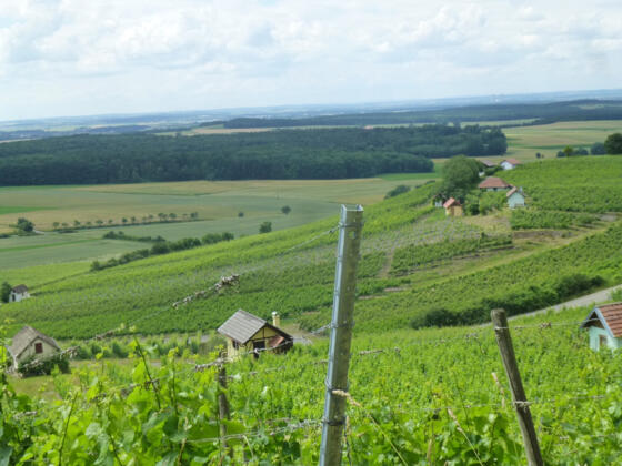 Weinpanorama Donnersdorfer Falkenberg