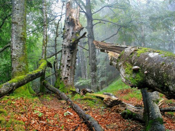 UNESCO Weltnaturerbe Buchenwälder im Nationalpark Kalkalpen
