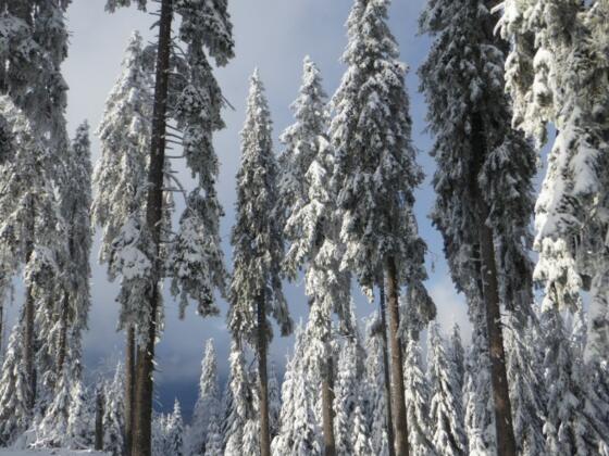 Winterwonderland