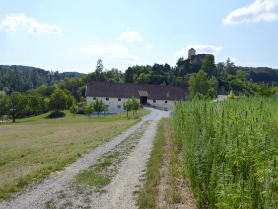 Blick auf das Schloss Riedegg