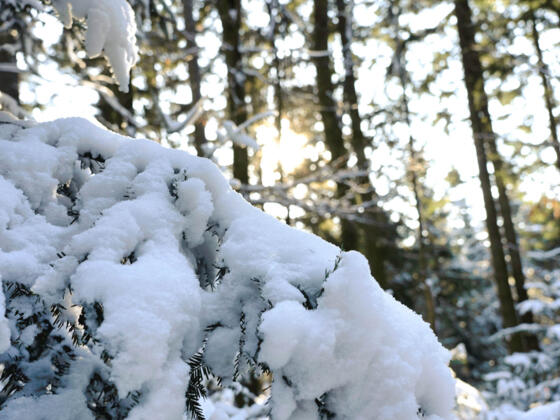 20230124 Winter Sonne