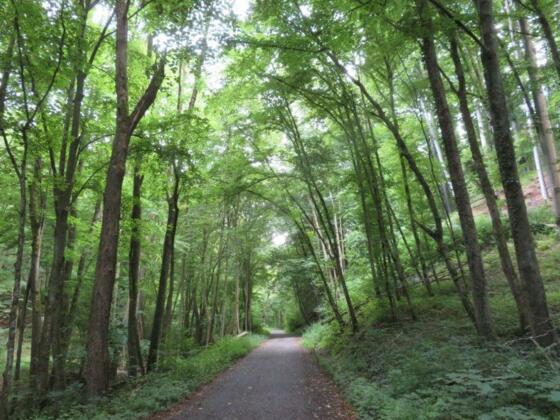 Unterwegs im Zeller Forst