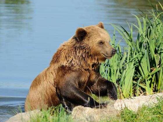Bär im Wildpark Poing