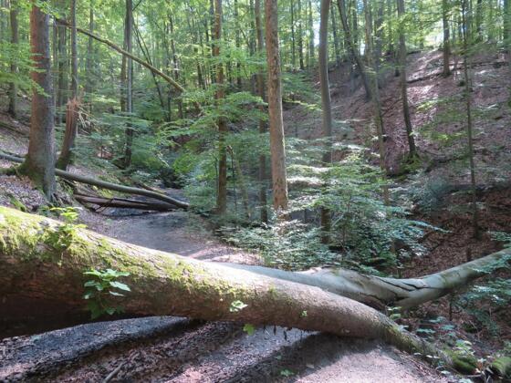 Naturerelebnis pur
