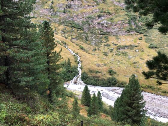 #2 Cache (Zirbenwald Obergurgl)